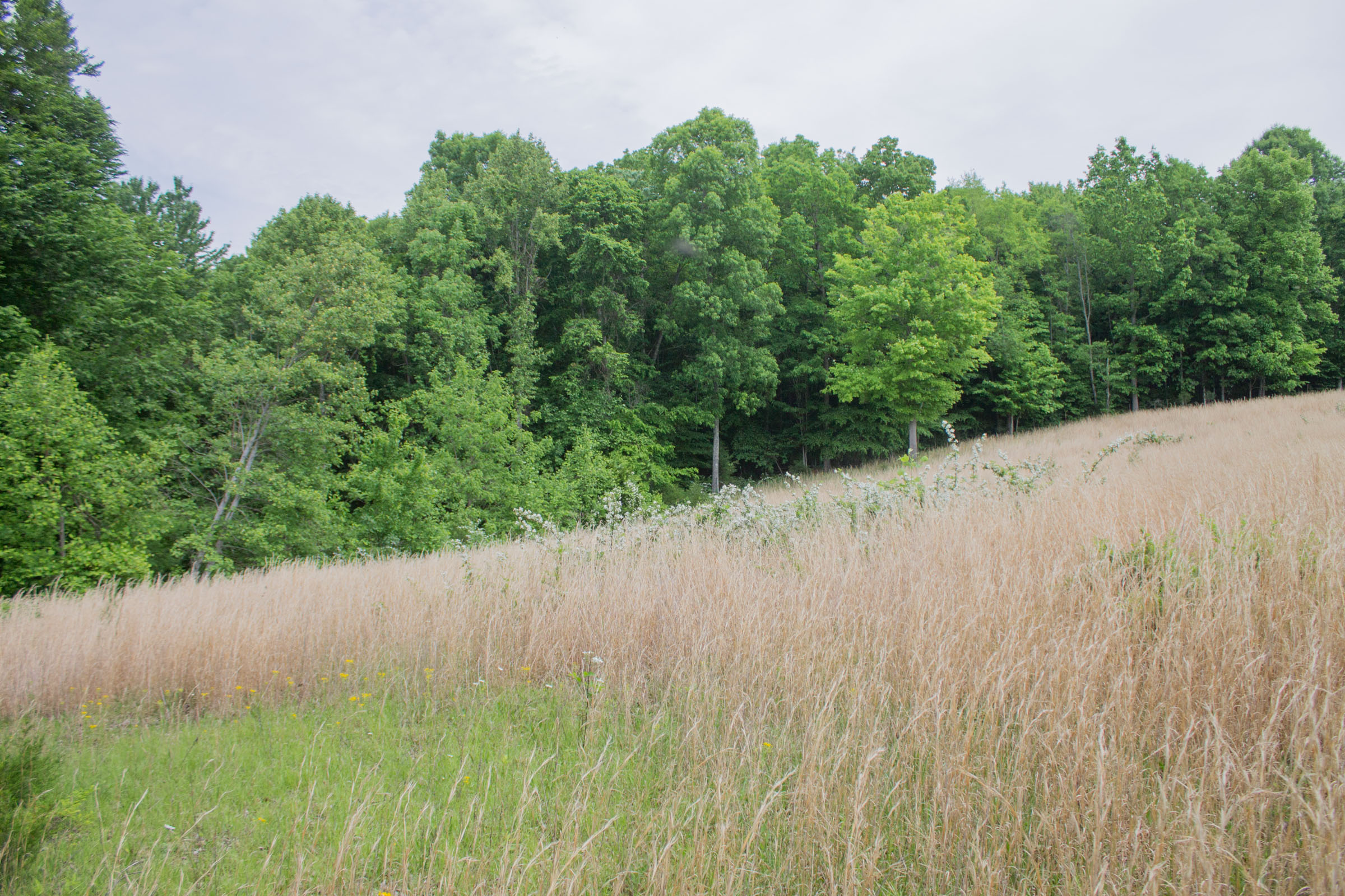 Tract 10 at Laurel Ridge in Casey County, Kentucky