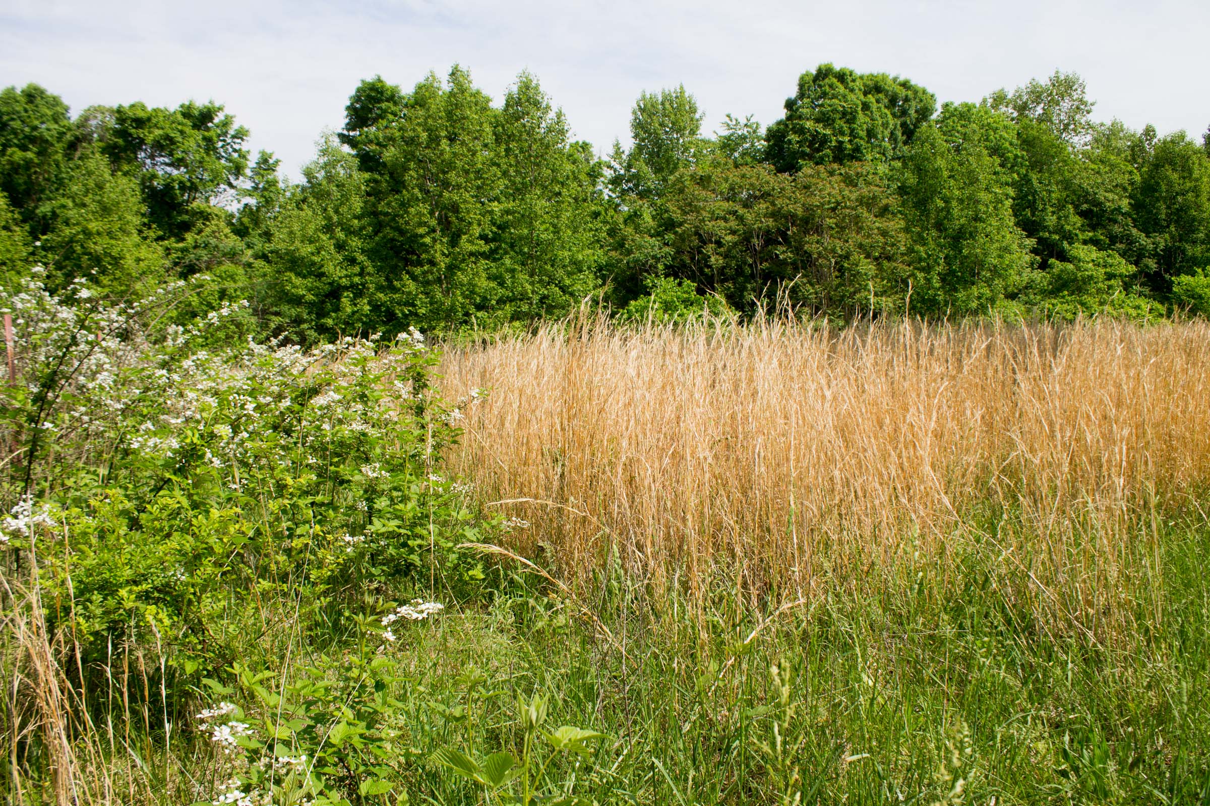 Tract 12 at Laurel Ridge in Casey County, Kentucky