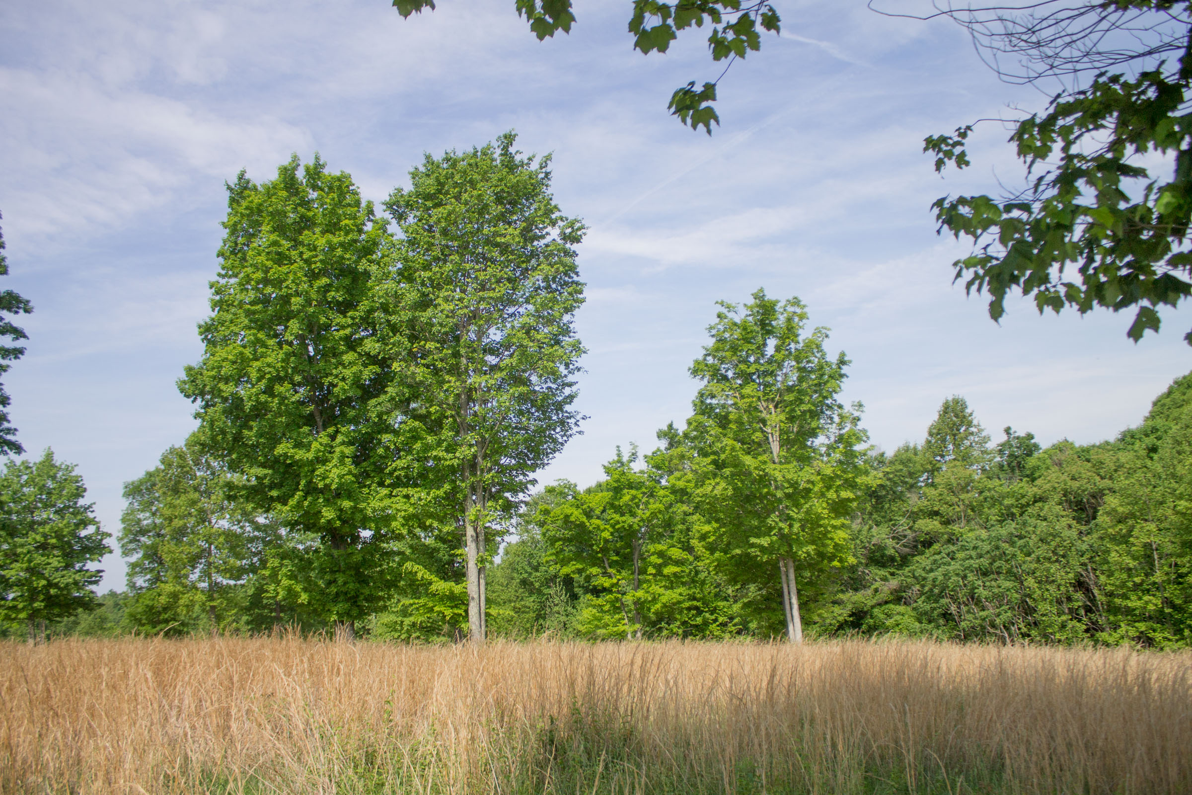Tract 13 at Laurel Ridge in Casey County, Kentucky