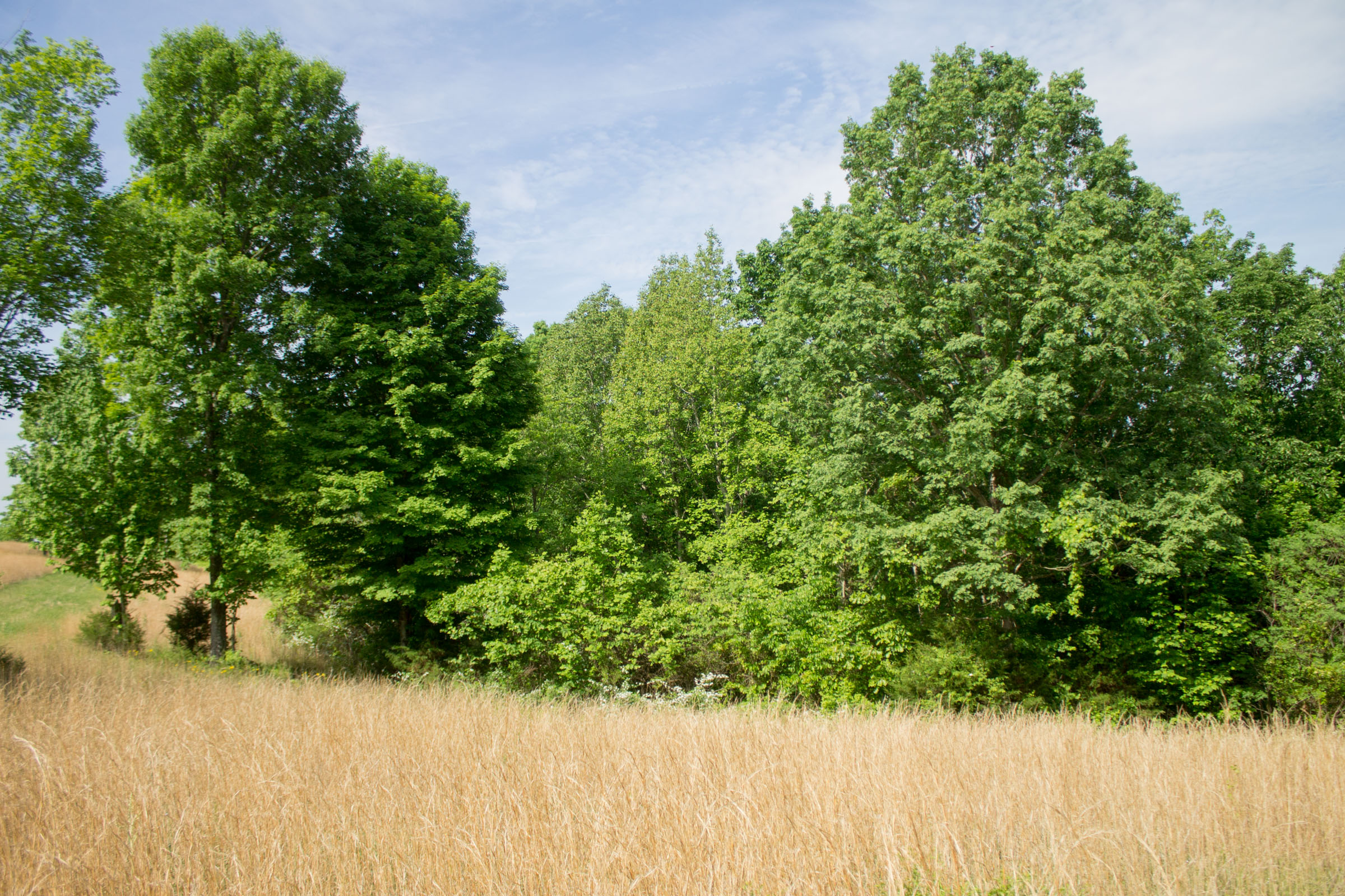 Tract 14 at Laurel Ridge in Casey County, Kentucky