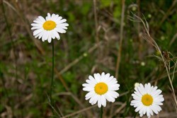 Laurel Ridge Tract 15