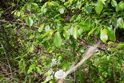 Laurel Ridge Tract 15