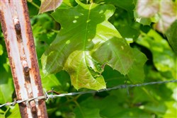 Laurel Ridge Tract 15