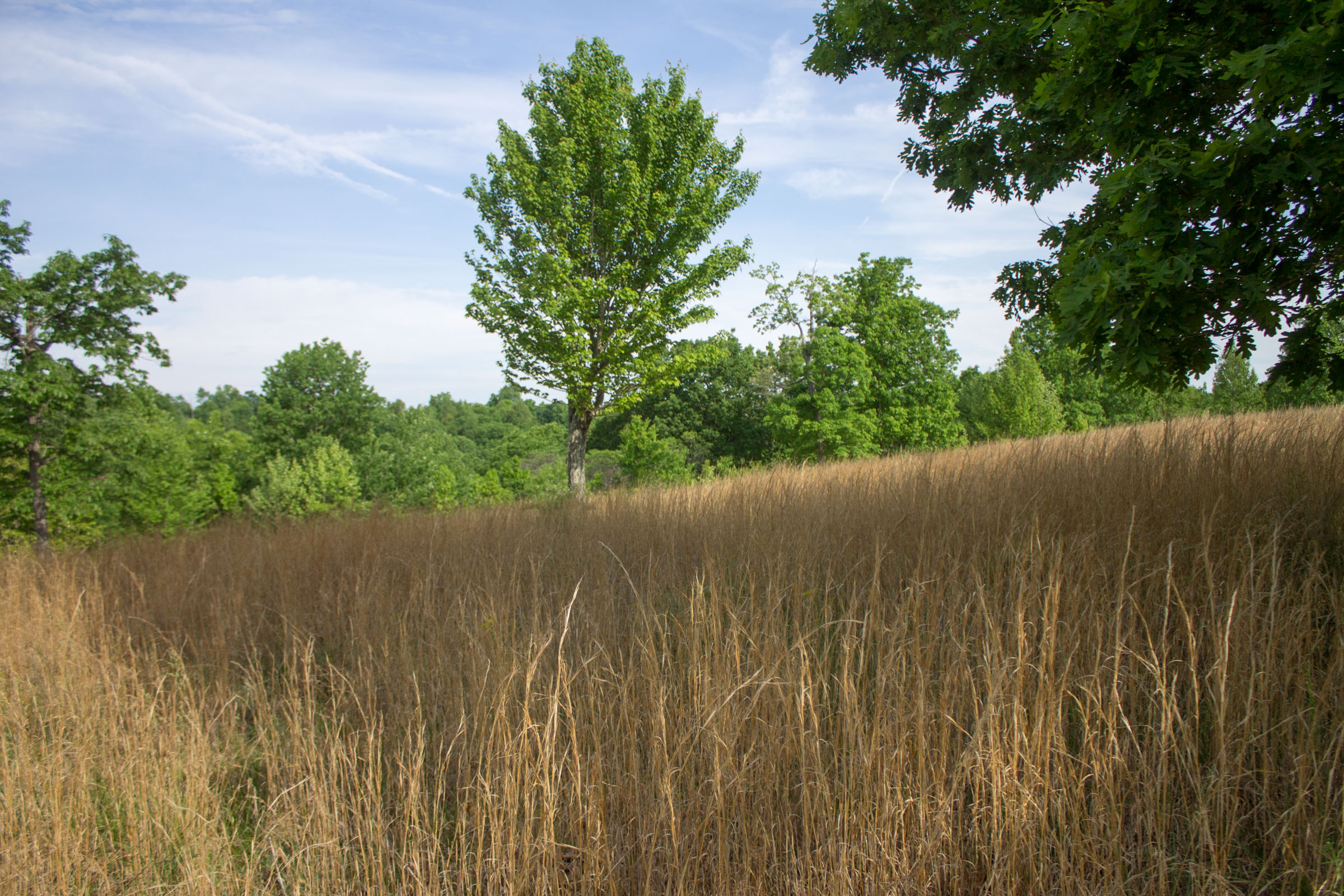 Tract 16 at Laurel Ridge in Casey County, Kentucky