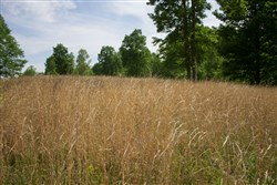 Laurel Ridge Tract 2