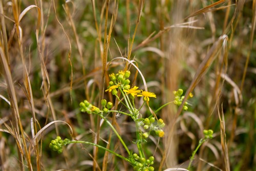 Laurel Ridge Tract 2