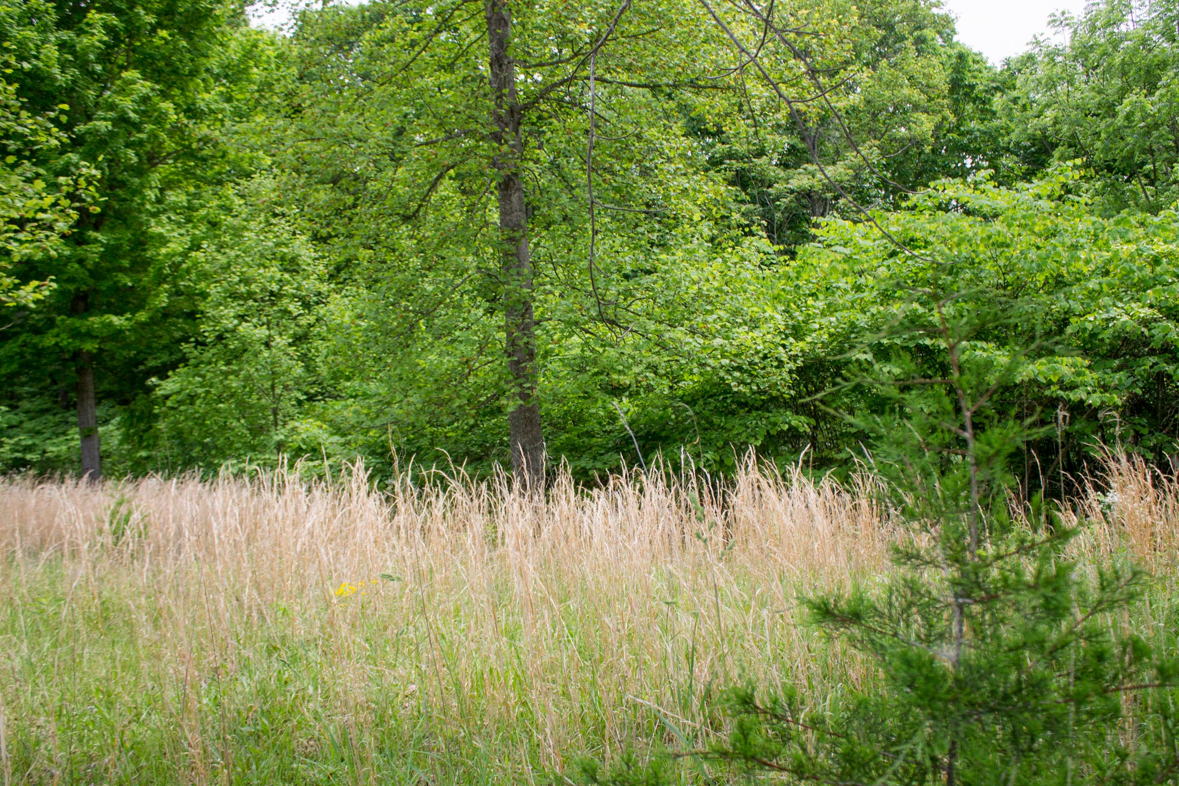 Tract 3 at Laurel Ridge in Casey County, Kentucky