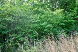 property photo for Laurel Ridge Tract 4, 5.02 acres for sale in Casey County, Kentucky