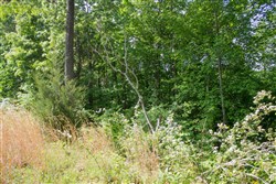 Laurel Ridge Tract 5