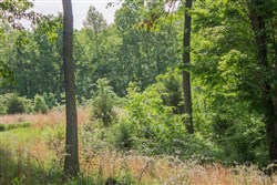 Laurel Ridge Tract 5