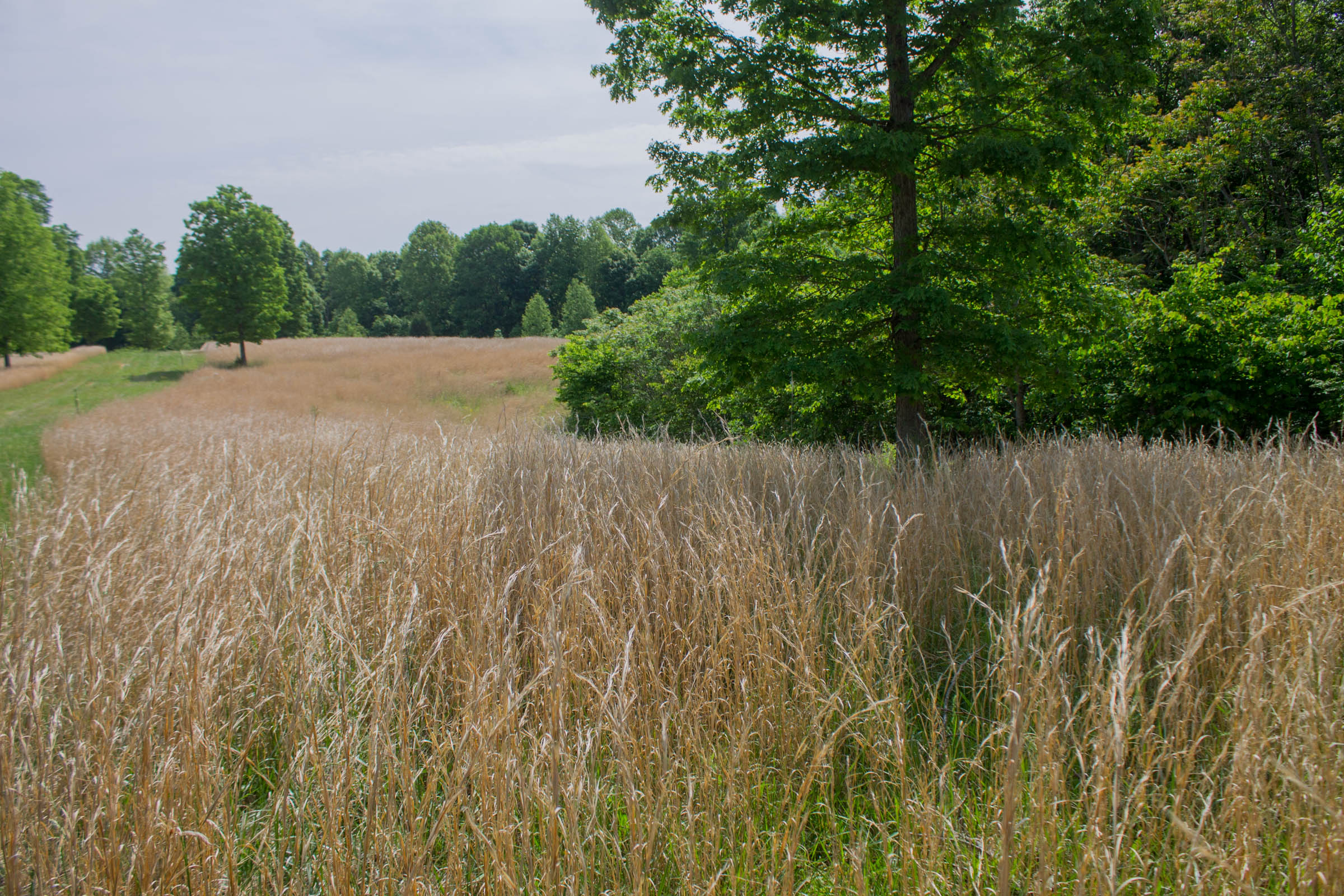 Tract 6 at Laurel Ridge in Casey County, Kentucky