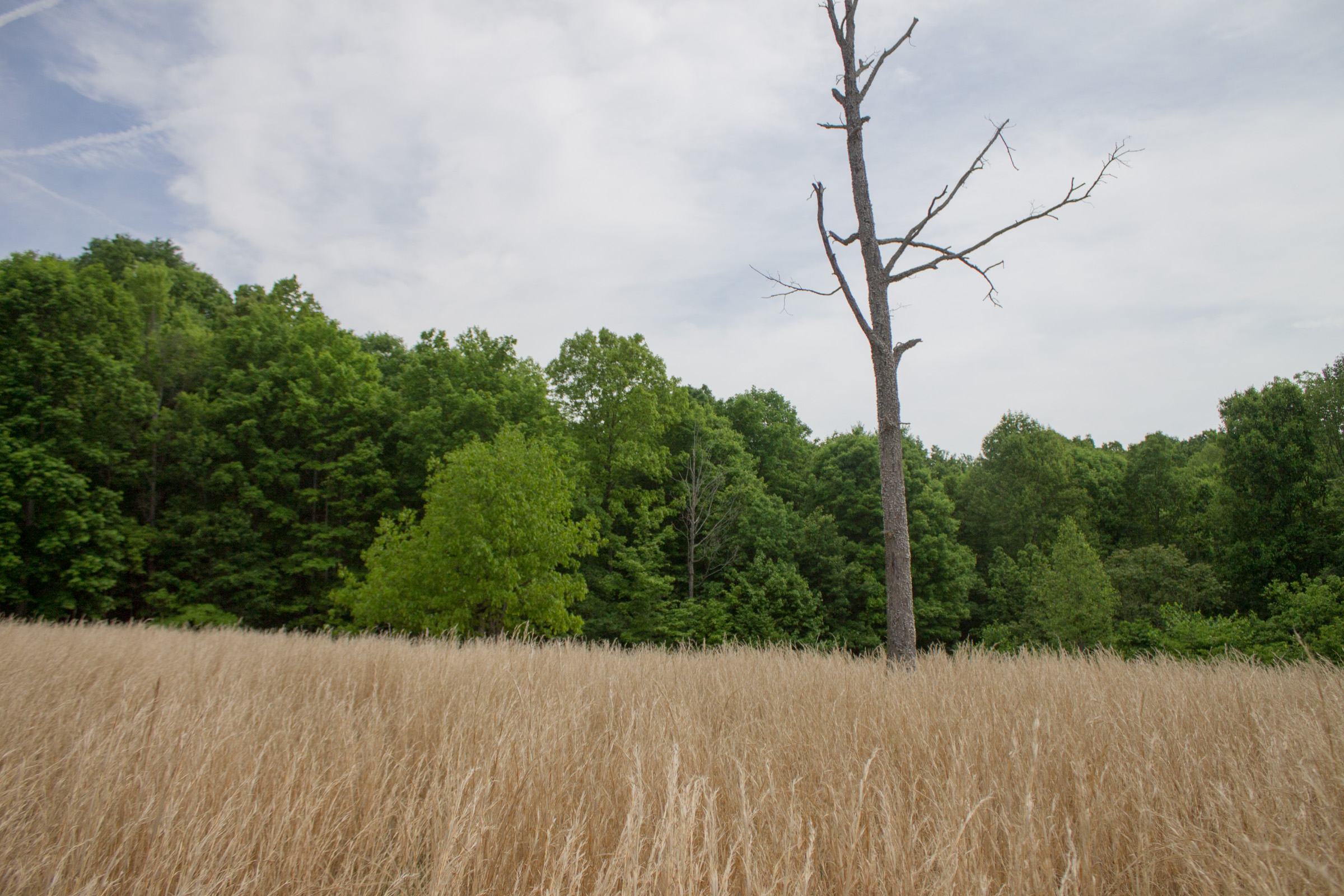 Tract 8 at Laurel Ridge in Casey County, Kentucky