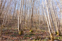 Blackstone Mountain Tract 10