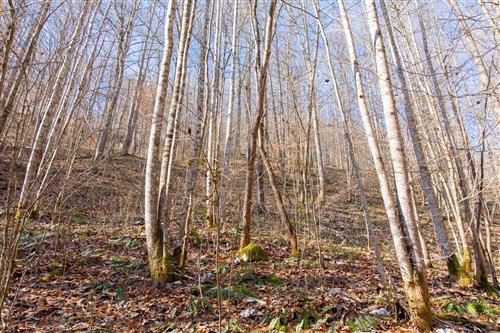 Blackstone Mountain Tract 10
