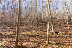 Blackstone Mountain Tract 10