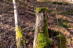Blackstone Mountain Tract 11