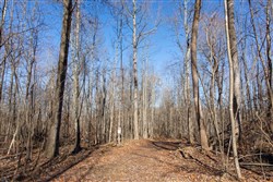 Blackstone Mountain Tract 20