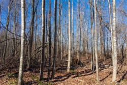 Blackstone Mountain Tract 20