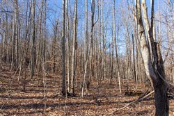 Blackstone Mountain Tract 20