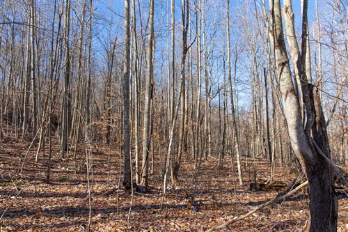 Blackstone Mountain Tract 20