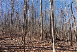 Blackstone Mountain Tract 20