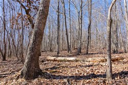 Blackstone Mountain Tract 20