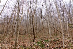 Blackstone Mountain Tract 45