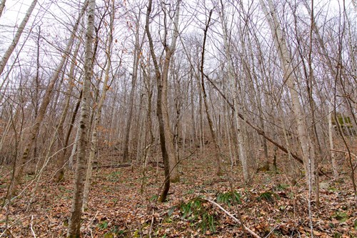 Blackstone Mountain Tract 45