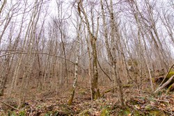 Blackstone Mountain Tract 45