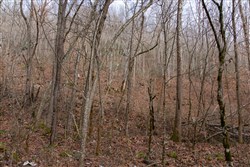 Blackstone Mountain Tract 53