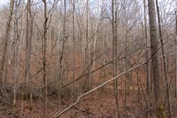 Blackstone Mountain Tract 53