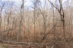 Blackstone Mountain Tract 53