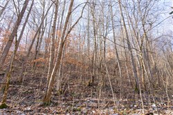 Blackstone Mountain Tract 8