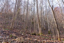 Blackstone Mountain Tract 8