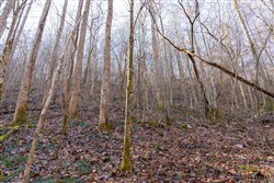 Blackstone Mountain Tract 9