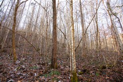 Blackstone Mountain Tract 9