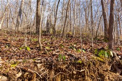 Blackstone Mountain Phase II Tract 54