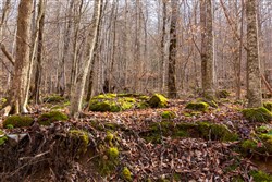 Blackstone Mountain Phase II Tract 61