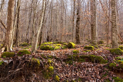 Blackstone Mountain Phase II Tract 61