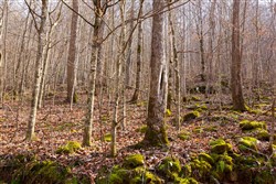 Blackstone Mountain Phase II Tract 61