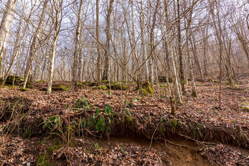 Blackstone Mountain Phase II Tract 63