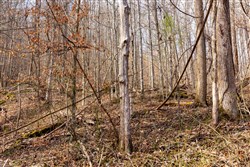 Blackstone Mountain Phase II Tract 66