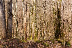 Blackstone Mountain Phase II Tract 68