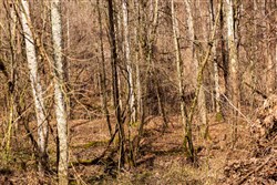 Blackstone Mountain Phase II Tract 68