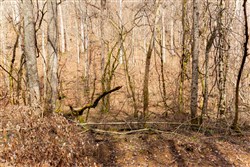 property photo for Blackstone Mountain Phase II Tract 71, 32.4 acres for sale in Clay County, Kentucky