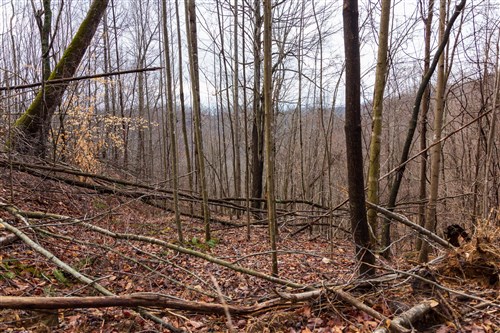 Blackstone Mountain Phase II Tract 76