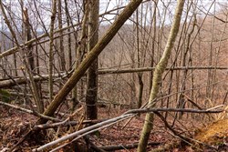 Blackstone Mountain Phase II Tract 77