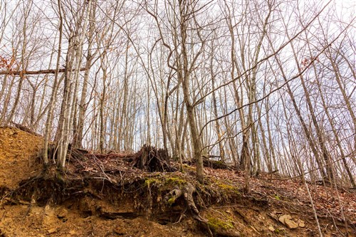 Blackstone Mountain Phase II Tract 79