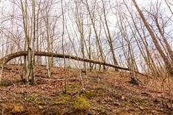 Blackstone Mountain Phase II Tract 79