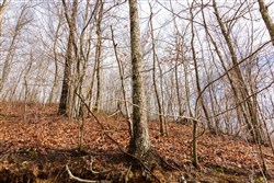Blackstone Mountain Phase II Tract 79